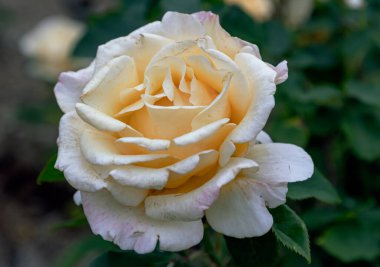 Yeşil yapraklı güzel Sarı Gül Çiçekleri 'Mutlu Yıllar', kenarlarında pembe bir dokunuşla kremsi sarı taç yaprakları. Bu gül Floribunda tipi, bunu metin, seçici odak için duvar kağıdı, poster ve boşluk olarak kullanın.