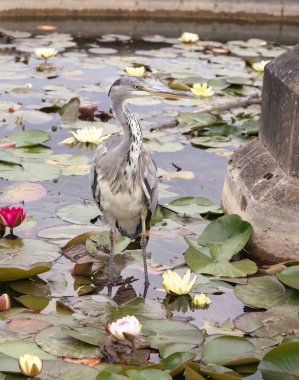 Ardea Cinerea veya Grey Heron, uzun bacaklı, uzun gagalı, S şeklinde boyunlu, gri, beyaz ve siyah tüylüdür. Nilüfer çiçekleri açan su çiçekleri ile Lotus göletinde duran bir balıkçı kuşu, bunu duvar kağıdı olarak kullanın., 