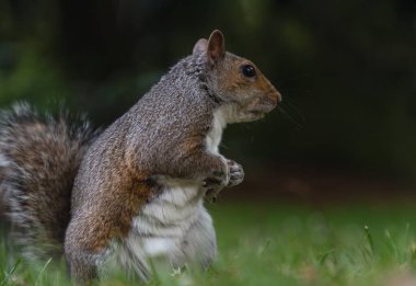 Parkta şirin bir Doğu Gri Sincap 'ın (Sciurus carolinensis) arka ayakları üzerinde duruyor. Duvar kağıdı olarak kullan, Poster ve Kopyala alanı, Seçici odak.