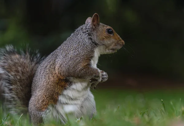 Parkta şirin bir Doğu Gri Sincap 'ın (Sciurus carolinensis) arka ayakları üzerinde duruyor. Duvar kağıdı olarak kullan, Poster ve Kopyala alanı, Seçici odak.