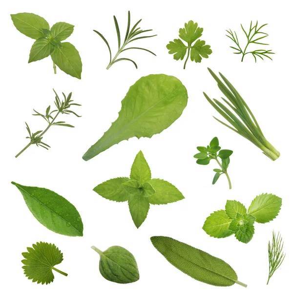 Beyaz arkaplanda izole edilmiş yeşil yapraklar koleksiyonu 