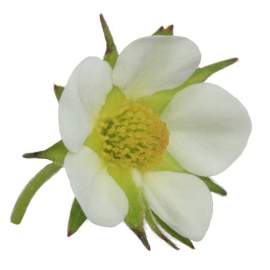 Beyaz izole yabani çiçek çiçeği yakın çekim