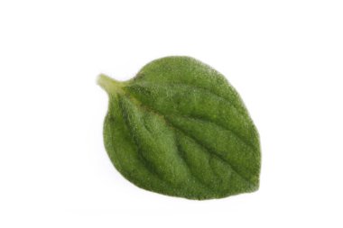 Ham yeşil kekik yakın çekim