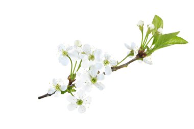 Beyaz arka planda izole kiraz çiçeği yakın çekim 