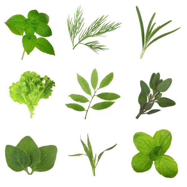 Closeup of assorted herbs isolated on white background