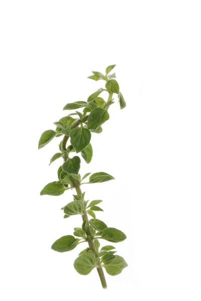 Oregano Leaves Isolated White Background — Stock Photo, Image