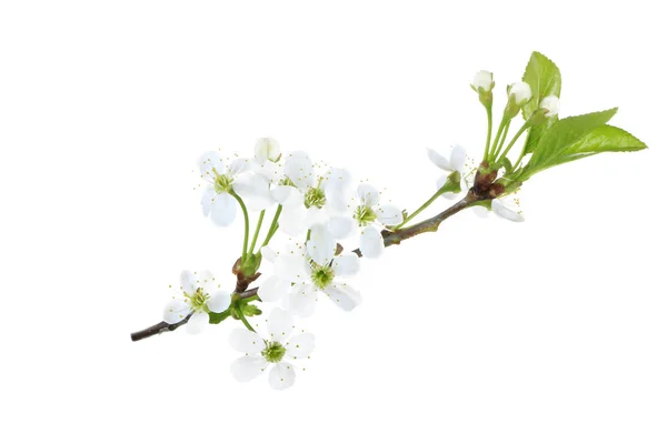 Beyaz arka planda izole kiraz çiçeği yakın çekim 