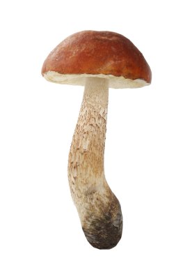 Beyaz arka plan üzerinde izole tek mantar