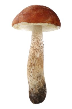 Beyaz arka plan üzerinde izole tek mantar