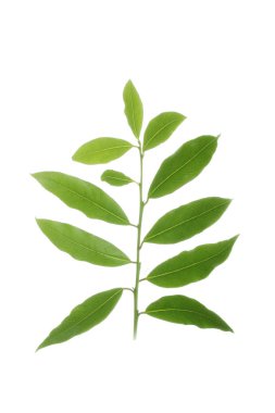 Beyaz backgroound izole yeşil yaprakların yakın çekim