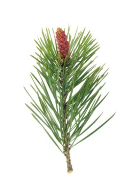 Beyaz arkaplanda köknar ağacı dalı izole