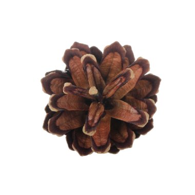 Beyaz arkaplanda çam kozalağı izole