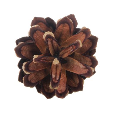 Beyaz arkaplanda çam kozalağı izole