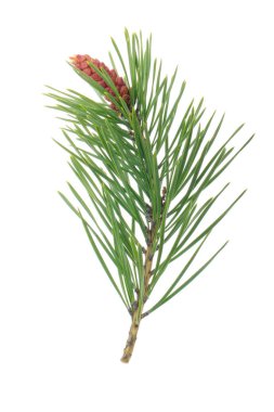 Beyaz arkaplanda köknar ağacı dalı izole