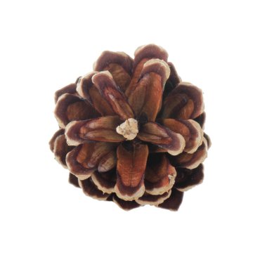 Beyaz arkaplanda çam kozalağı izole