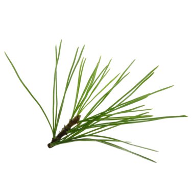 Beyaz arkaplanda köknar ağacı dalı izole