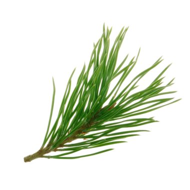 Çam dalı yakın çekim, Noel arka plan 