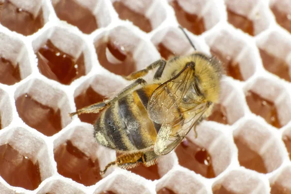 蜂蜜のクローズアップ — ストック写真