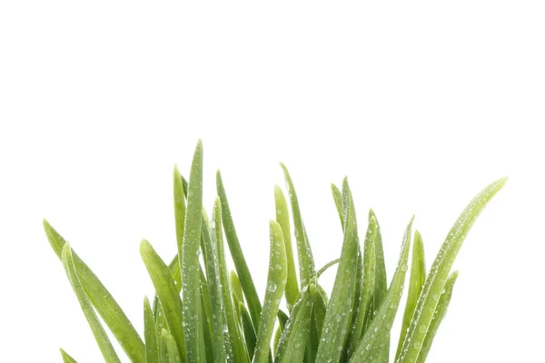 Green Grass White Background Copy Space — Stock Photo, Image