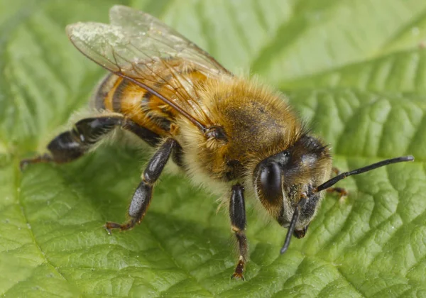 Abeja Sentada Sobre Hoja Verde —  Fotos de Stock