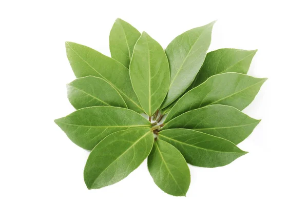 Nahaufnahme Grüner Blätter Isoliert Auf Weißem Hintergrund — Stockfoto