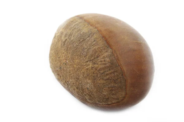 Chestnut Isolated White Background — Stock Photo, Image