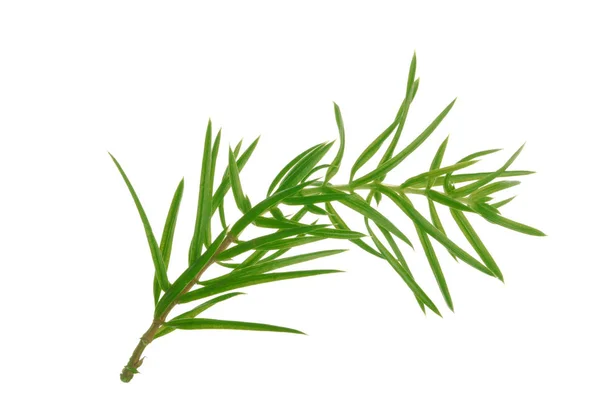 Juniper Branch Isolated White Background — Stock Photo, Image