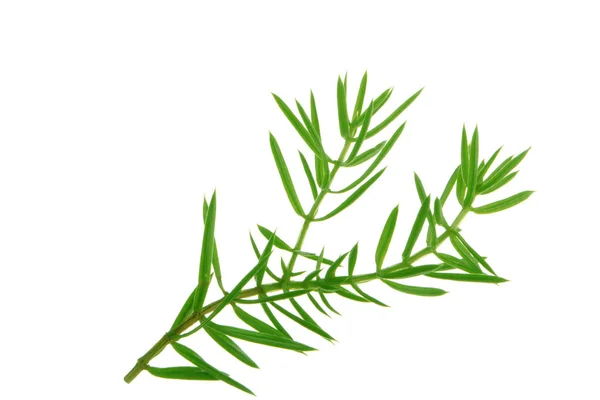 Juniper Branch Isolated White Background — Stock Photo, Image