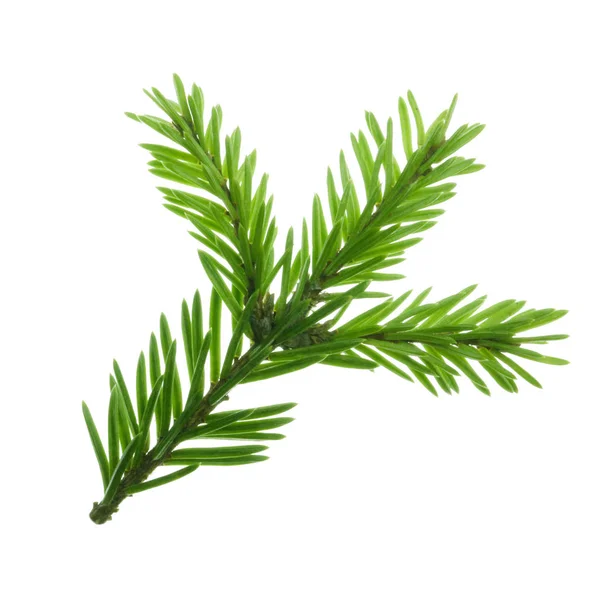 Closeup Pine Branch Christmas Background — Stock Photo, Image