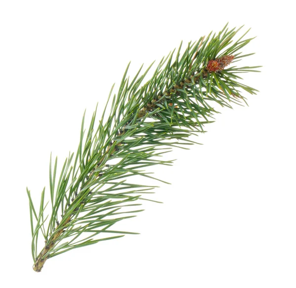 Closeup Pine Branch Christmas Background Stock Picture