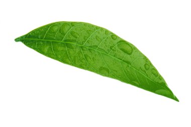 Beyaz arkaplanda yeşil mango yaprağı izole