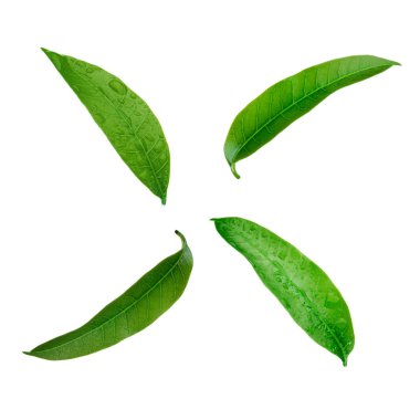 Mango izole üzerinde beyaz arka plan bırakır