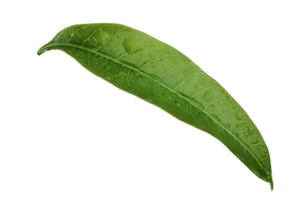 Green Mango Leaf Isolated White Background — Stock Photo, Image