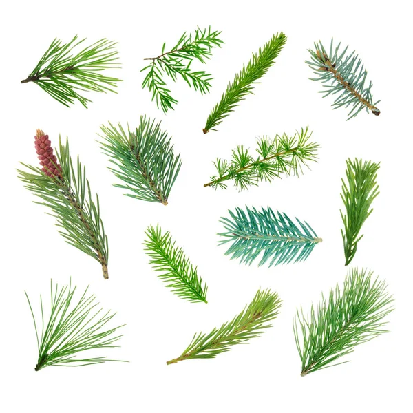 izole iğne yapraklı dalları kümesi