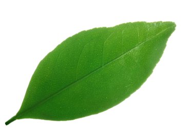 Beyaz arkaplanda yalıtılmış turunçgil yaprağı
