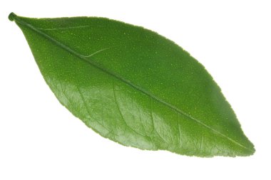 Beyaz arkaplanda yalıtılmış turunçgil yaprağı