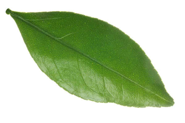 Feuille Agrumes Isolée Sur Fond Blanc — Photo