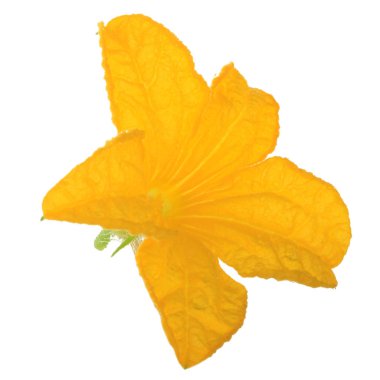 Beyaz arka plan üzerinde izole sarı salatalık çiçek