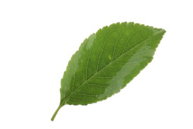 Yeşil elma yaprak beyaz arka plan üzerinde izole