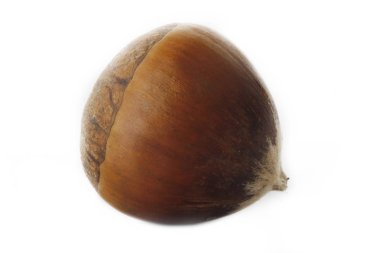 kestane rengi beyaz arkaplanda izole