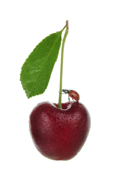 Schattig Lieveheersbeestje Zittend Cherry Geïsoleerd Witte Achtergrond — Stockfoto