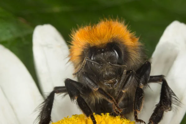 Abeja Recolectando Néctar Flor —  Fotos de Stock