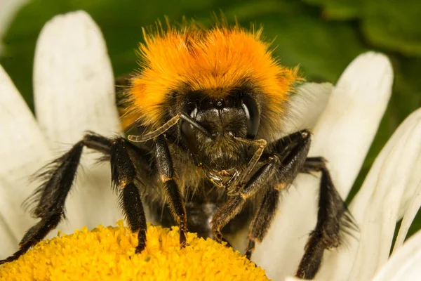 Abeja Recolectando Néctar Flor —  Fotos de Stock