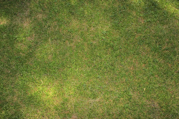 Natural Green Grass Background — Stock Photo, Image