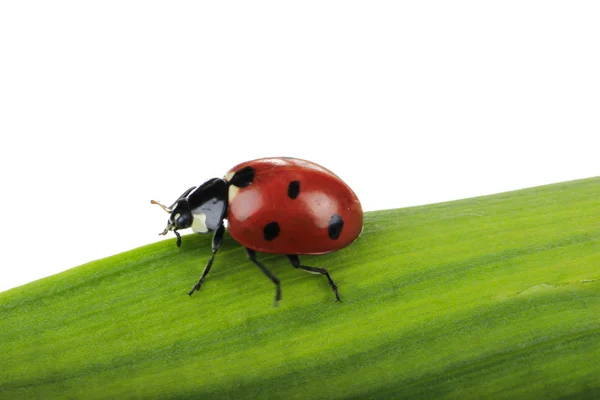 Vista Ritagliata Coccinella Foglia Verde — Foto Stock