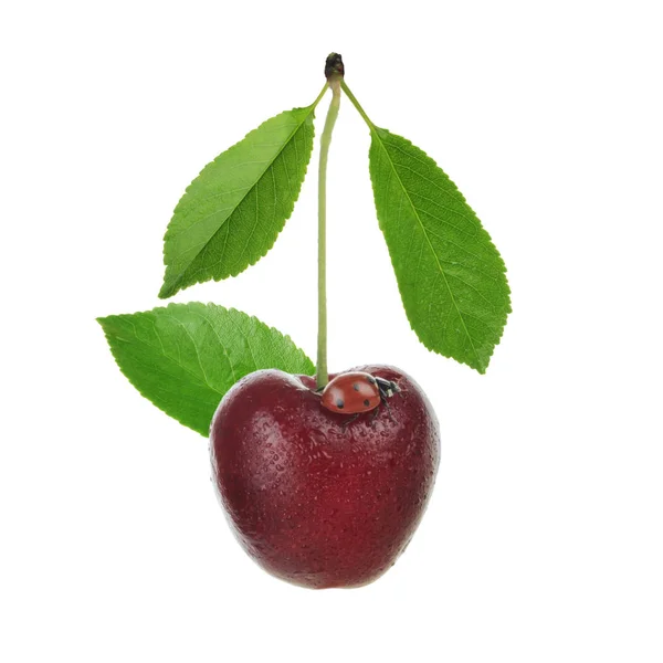 Söt Nyckelpiga Sitter Cherry Isolerad Vit Bakgrund — Stockfoto