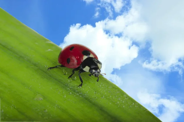 Close View Ladybug Sitting Green Leaf — Stock Photo, Image