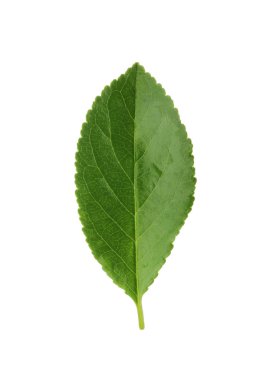 Beyaz arkaplanda kiraz yaprağı izole