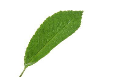 Beyaz arkaplanda kiraz yaprağı izole