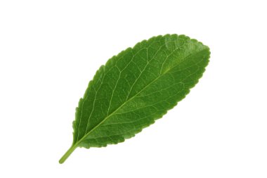 Beyaz arka planda yalıtılmış yeşilin yakın çekimi 